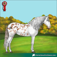 Horse Color:Bay Appaloosa 