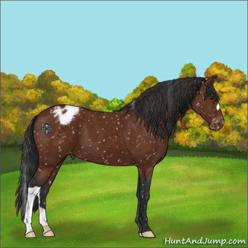 Horse Color:Brown Appaloosa 