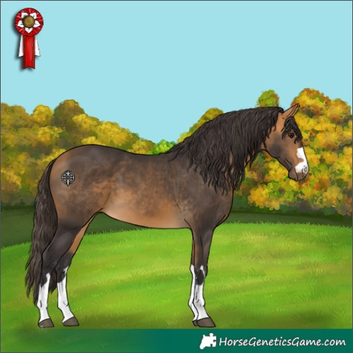 Horse Color:Buckskin 