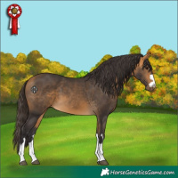 Horse Color:Buckskin 