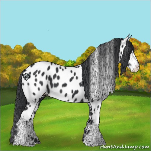 Horse Color:Black Sabino Appaloosa 