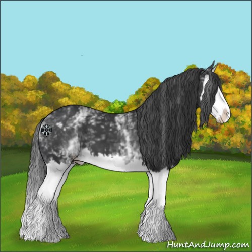 Horse Color:White Spotted Black Splash 