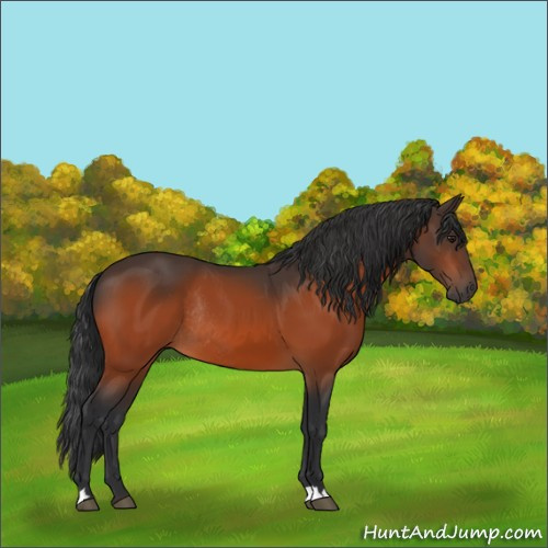 Horse Color:Brown Rabicano 