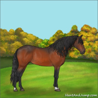 Horse Color:Brown Rabicano 