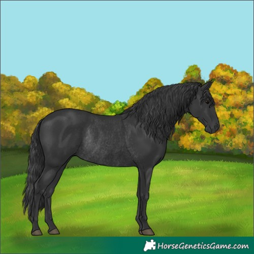 Horse Color:Black Rabicano 