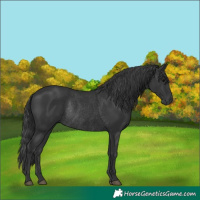 Horse Color:Black Rabicano 