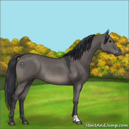 Horse Color:Grullo Rabicano 