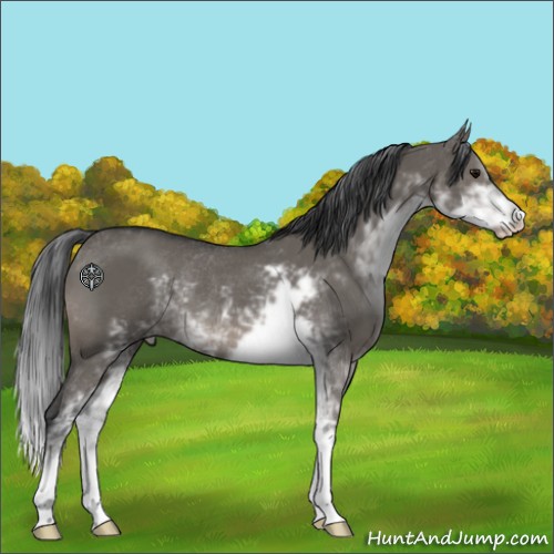 Horse Color:Grullo Sabino Rabicano 