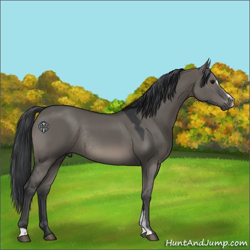 Horse Color:Grullo Sabino Rabicano 