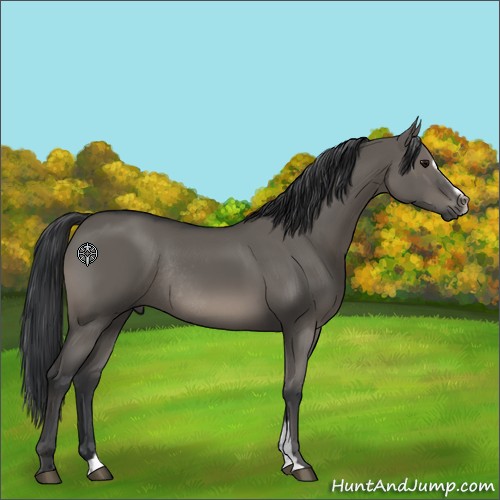 Horse Color:Grullo Sabino Rabicano 