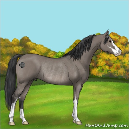 Horse Color:Grullo Sabino Rabicano 