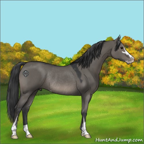 Horse Color:Grullo Sabino Rabicano 