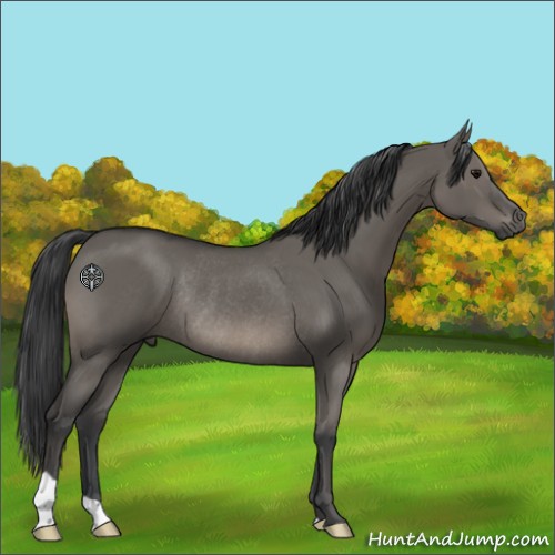 Horse Color:Grullo Rabicano 