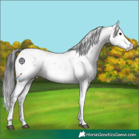 Horse Color:Grullo Sabino Rabicano 