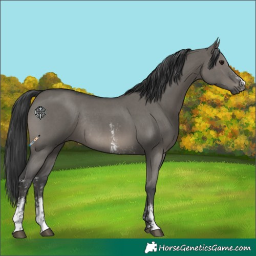 Horse Color:Grullo Sabino Rabicano 