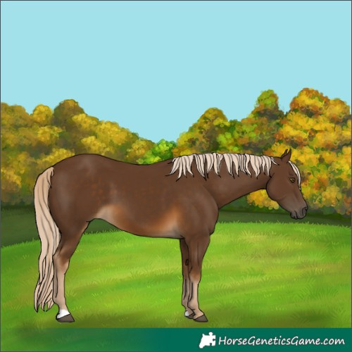 Horse Color:Chocolate Palomino 