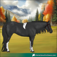 Horse Color:Liver Chestnut Sabino Tobiano 
