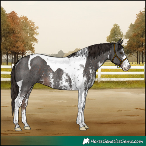 Horse Color:Liver Chestnut Sabino Tobiano Rabicano