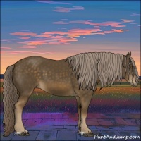 Horse Color:Chocolate Palomino 