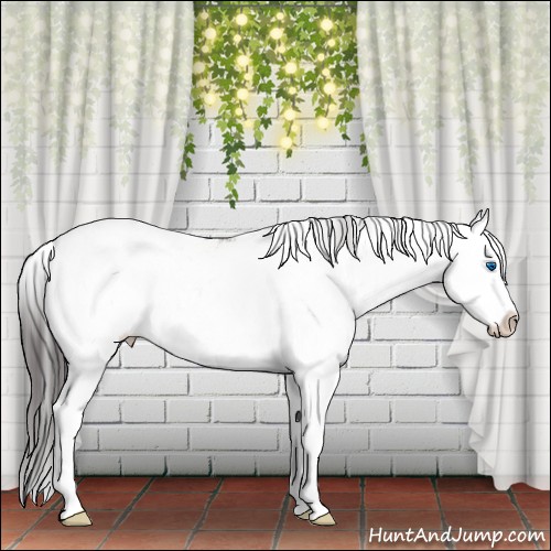 Horse Color:Smoky Grullo Sabino Splash Rabicano 