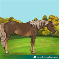 Horse Color:Chocolate Palomino 