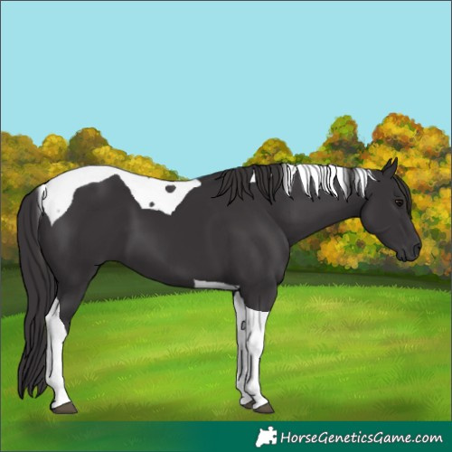 Horse Color:Smoky Black Tobiano 