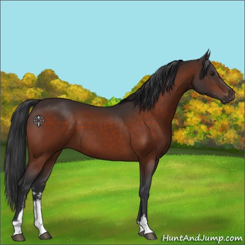Horse Color:Brown Sabino 