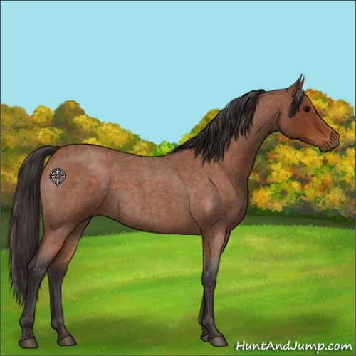 Horse Color:Buckskin Roan 