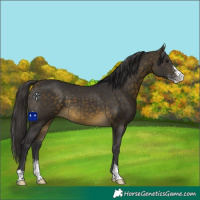 Horse Color:Buckskin Sabino