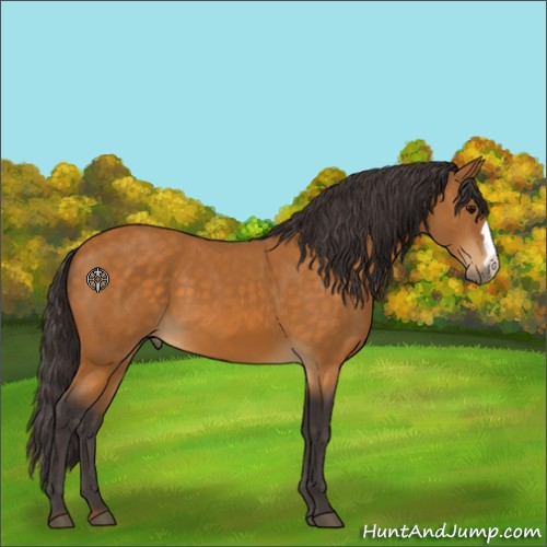 Horse Color:Buckskin 