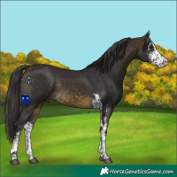 Horse Color:Buckskin Sabino Rabicano 