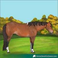 Horse Color:Bay Tobiano 