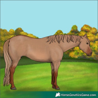Horse Color:Red Dun 