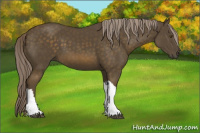 Horse Color:Chocolate Palomino 
