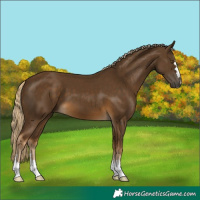 Horse Color:Chocolate Palomino 