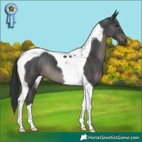 Horse Color:Black Tobiano 