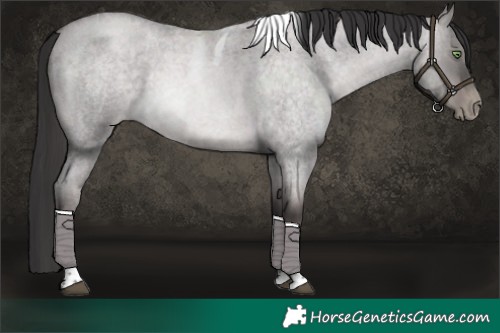 Horse Color:Platinum Brown Roan Pearl Dun Tobiano
