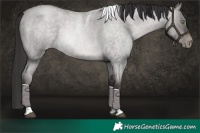 Horse Color:Platinum Brown Roan Pearl Dun Tobiano 