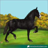 Horse Color:Liver Chestnut Ice Frame 