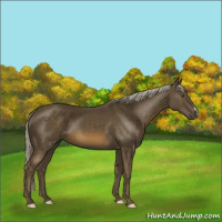 Horse Color:Chocolate Palomino 
