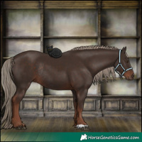 Horse Color:Liver Chestnut Rabicano 