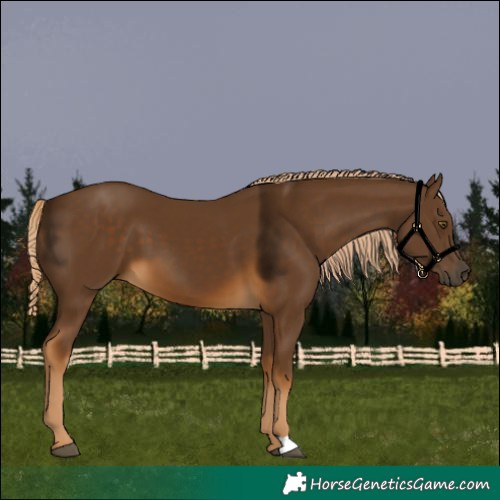 Horse Color:Chocolate Palomino 