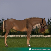 Horse Color:Chocolate Palomino 