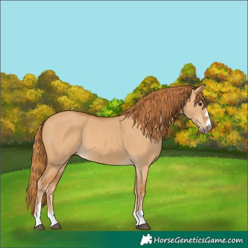 Horse Color:Red Dun 