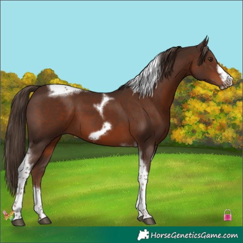 Horse Color:Liver Chestnut Tobiano Frame 