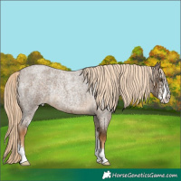 Horse Color:Chocolate Palomino Roan Sabino Rabicano