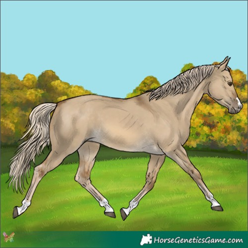 Horse Color:Chocolate Palomino Dun 