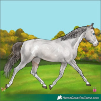 Horse Color:White Spotted Brown Dun Splash Appaloosa 