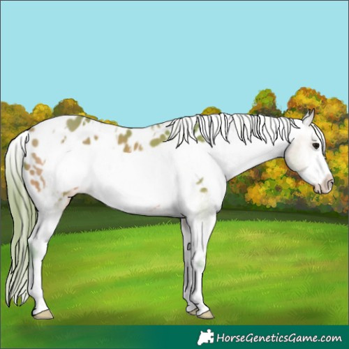 Horse Color:Watercolor White Spotted Bay Frame Appaloosa 