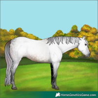 Horse Color:Gray Void Nacre Bay Sabino Tobiano